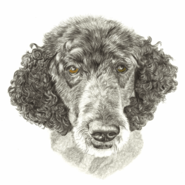 FURRY PORTRAITS